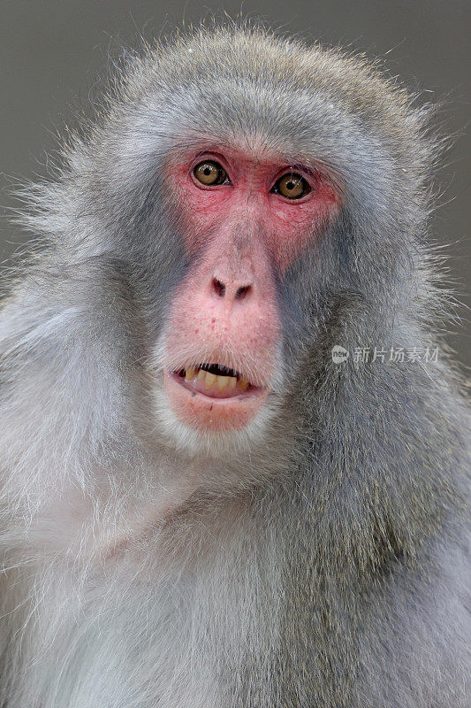 日本猕猴(Macaca fuscata)，又称雪猴